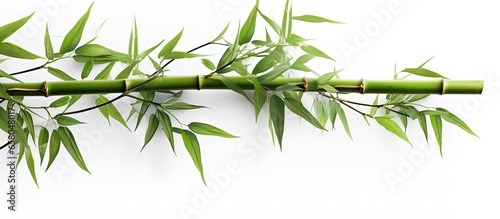 Isolated bamboo branches on white background for design purposes © AkuAku