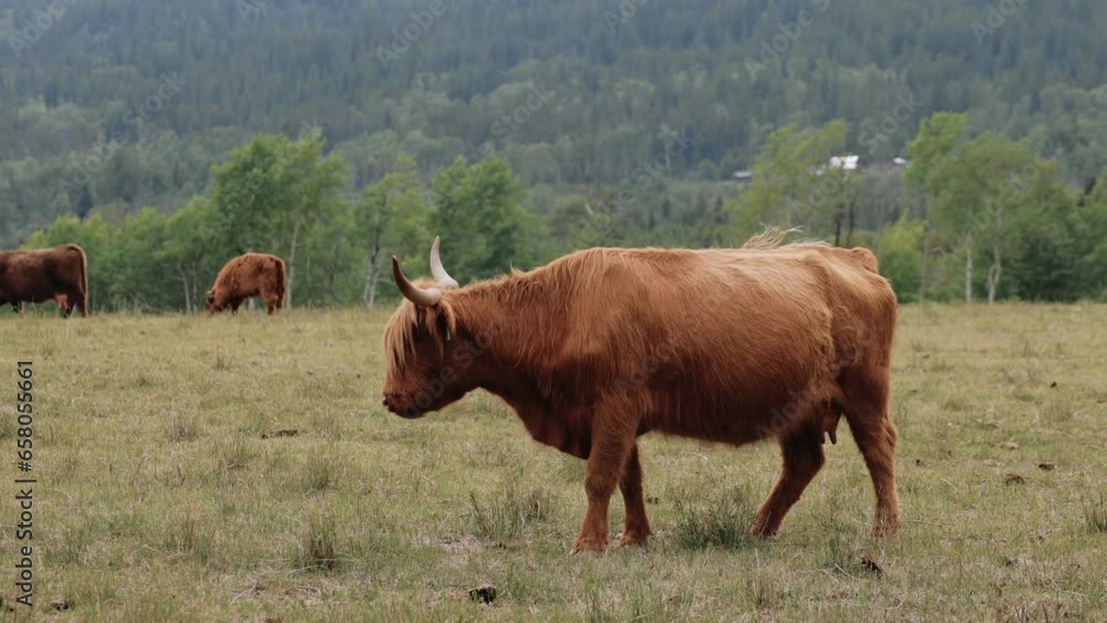 Highland Cattle Cows Graze On A Summer Pasture. Scottish Cattle Breed Walking In Highland Cattle Cows Graze On A Summer Pasture. Scottish Cattle Breed Walking In