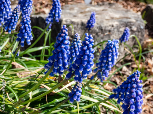 Close-up shot of the Armenian grape hyacinth or garden grape-hyacinth (Muscari armeniacum x pallens) flowering in garden photo