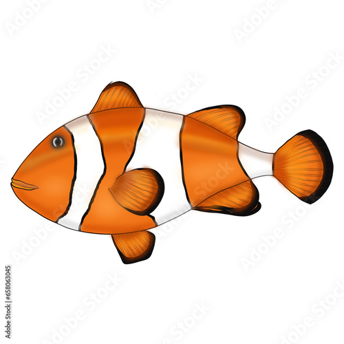 ocellaris clownfish, clown anemonefish, clownfish, false percula clownfish, Amphiprion ocellaris, Heteractis magnifica, Stichodactyla gigantea, Finding Nemo