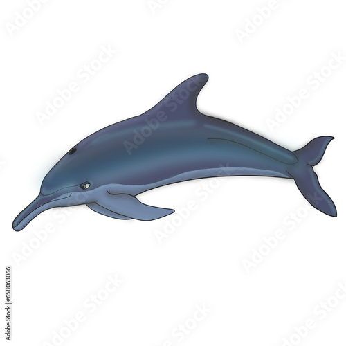 Artiodactyla, Odontoceti, Cetacea, Mammalia, Chordata, Dolphin, Lumba-lumba, Delphinus 