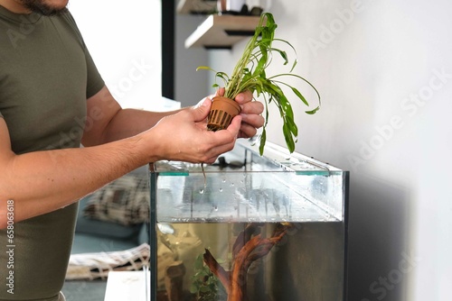 Man hands planting new water plant, cryptocoryne x willisii, in aquarium at home. photo