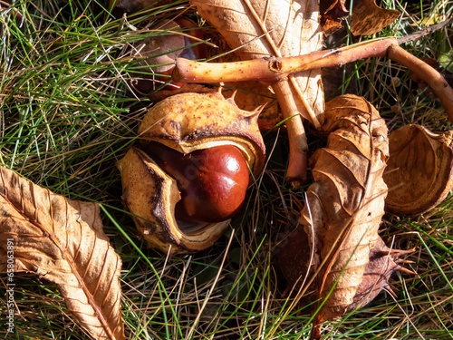 Close-up of fresh horse chestnuts (Aesculus hippocastanum). Autumn background with ripe brown horse chestnut and prickly shell on the top photo