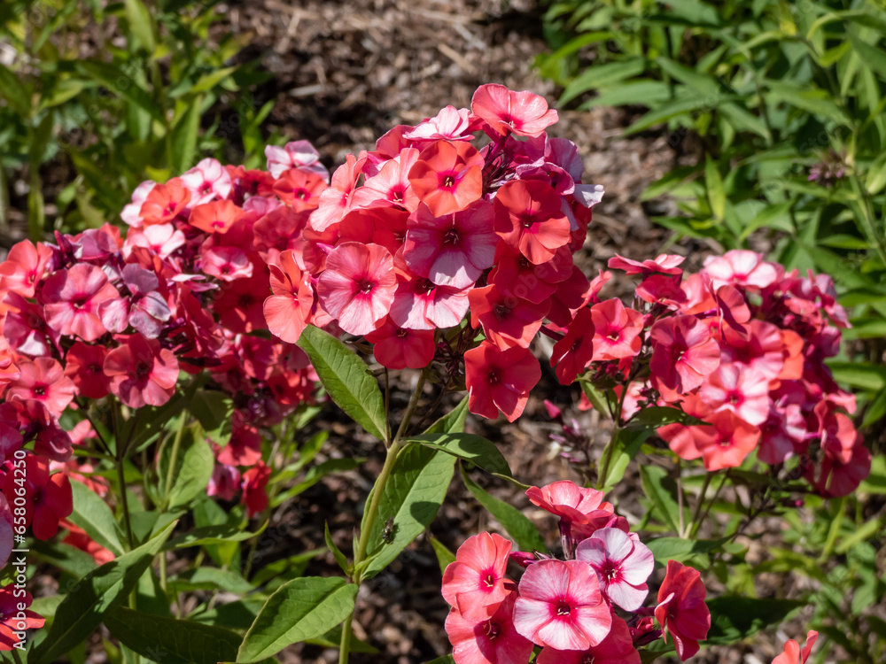 Close-up shot of the Garden Phlox (Phlox paniculata) 'Scarlet Gem' flowering with bright pink flowers in the garden in summer