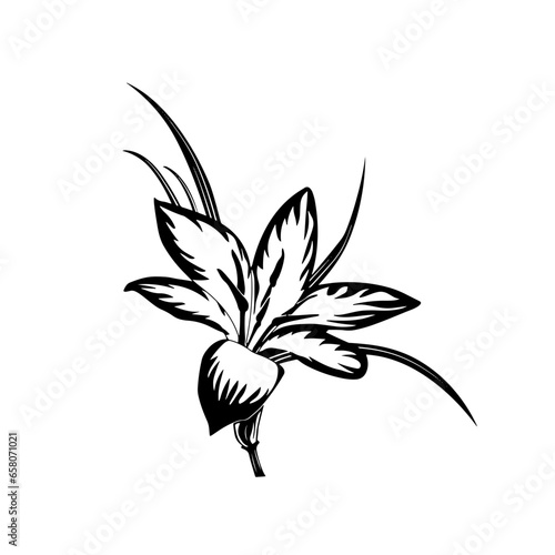 Black and white orchid flower vector illustration