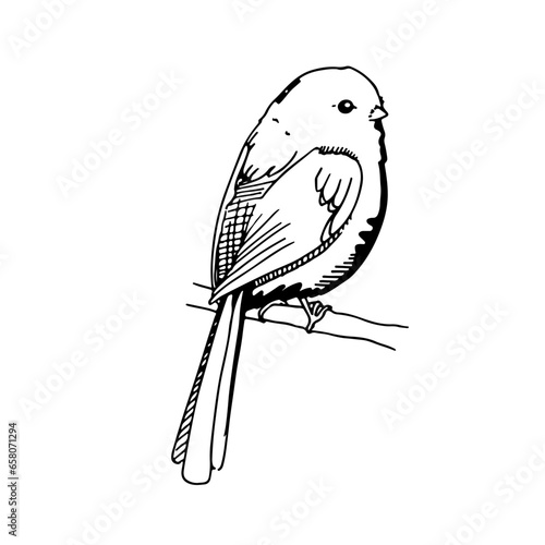 Black and white songbird sitting on branch drawing