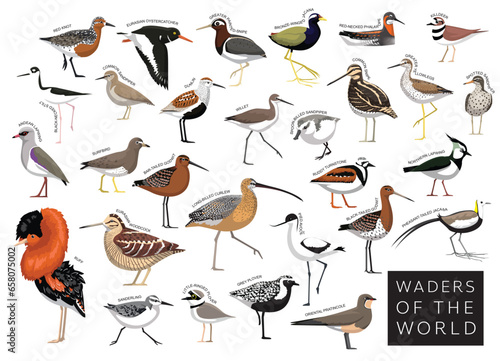 Birds Waders of the World Sandpiper Snipe Plover Godwit Lapwing Jacana Set Cartoon Vector Character