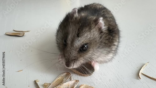 A small grey and black Dzungar hamster eats sunflower seeds on a white table. concept of food for domestic rodents. photo