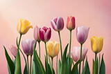 Close-up of Colorful Tulips on a Pink Background. Generative AI