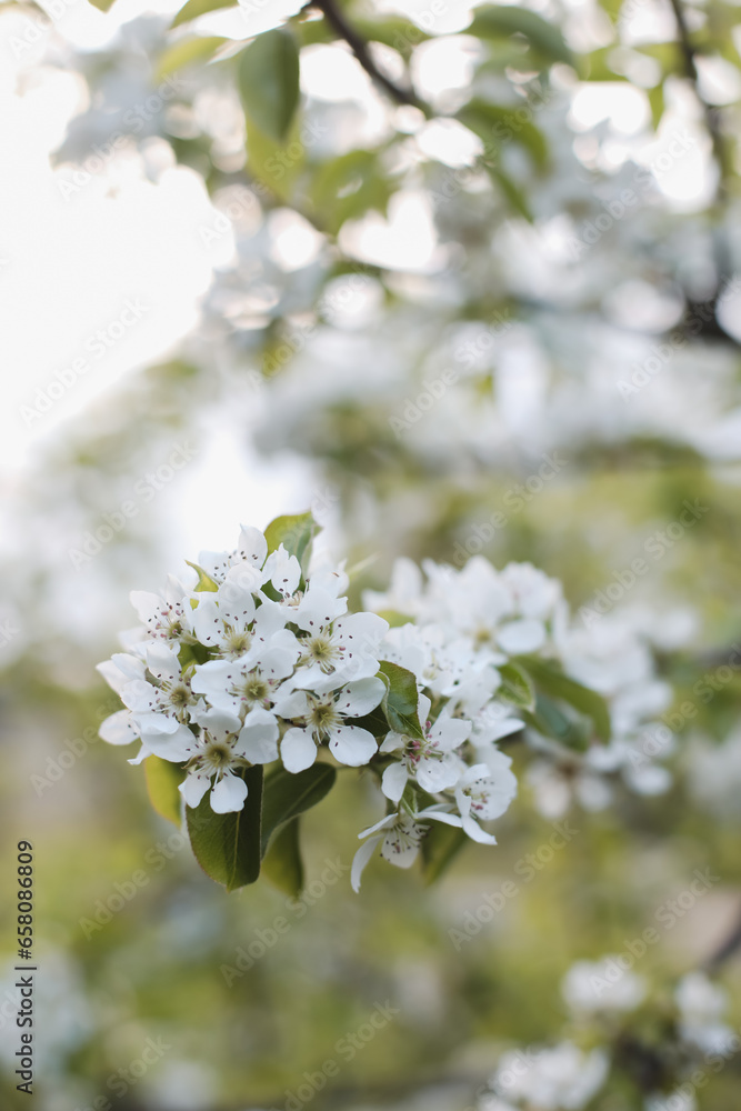 Branches of blossoming cherry macro with soft focus on gentle light nature background in sunlight with copy space. Beautiful floral image of spring nature panoramic view