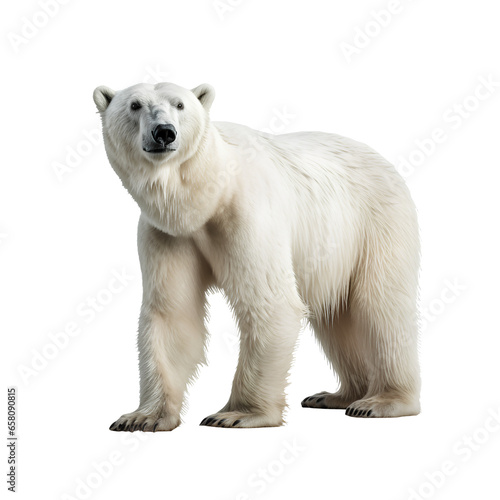 Polar bear on transparent background PNG. Global warming concept is affecting polar bears.