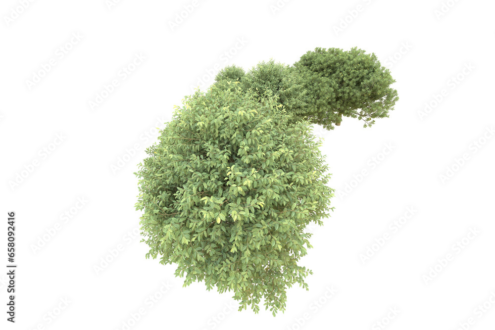 Realistic forest isolated on transparent background. 3d rendering - illustration Realistic forest isolated on transparent background. 3d rendering - illustration