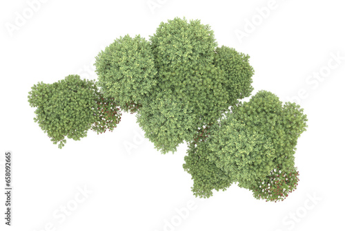 Realistic forest isolated on transparent background. 3d rendering - illustration