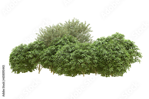 Realistic forest isolated on transparent background. 3d rendering - illustration