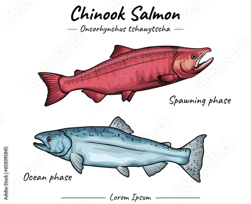 Chinook salmon ocean and spawning phase