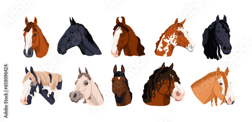Horse heads set. Different stallions breeds. Thoroughbred equine animals species. Steeds faces with mane. Purebred appaloosa, shire, mustang. Flat vector illustrations isolated on white background