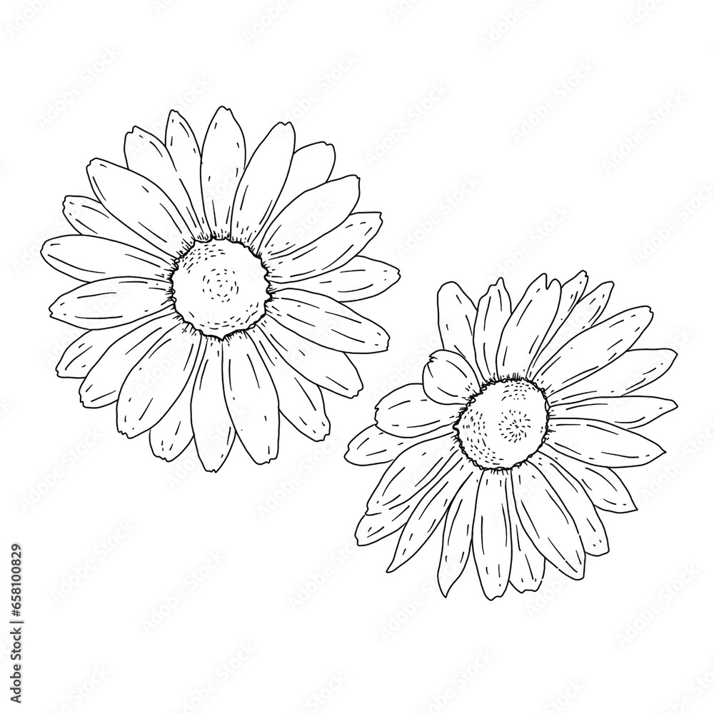 Fototapeta premium chamomile doodle elements black line art hand drawing illustration design