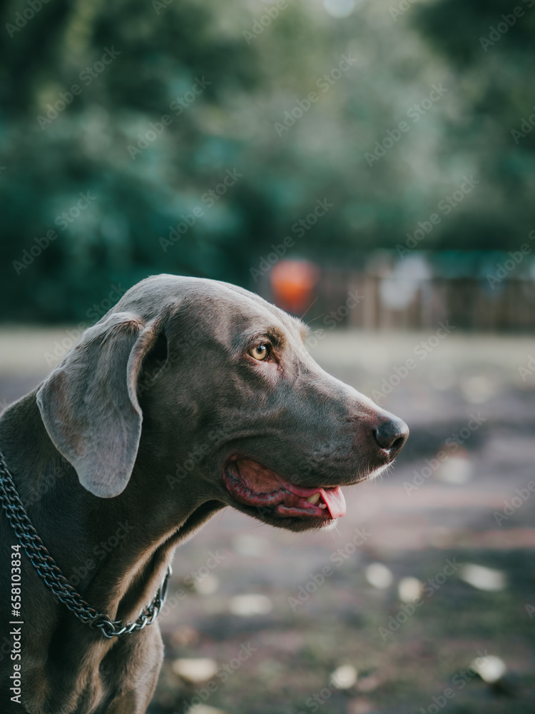 Gray weimaraner pointer dog looking away from camera profile view Gray weimaraner pointer dog looking away from camera profile view