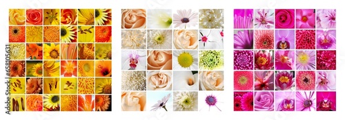 COLLAGE VARIEDAD DE FLORES