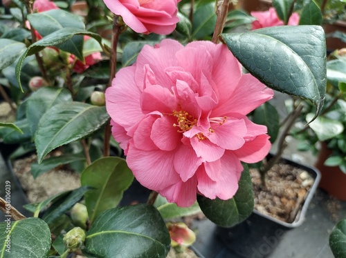 Camellia x williamsii 'Blue Danube' photo