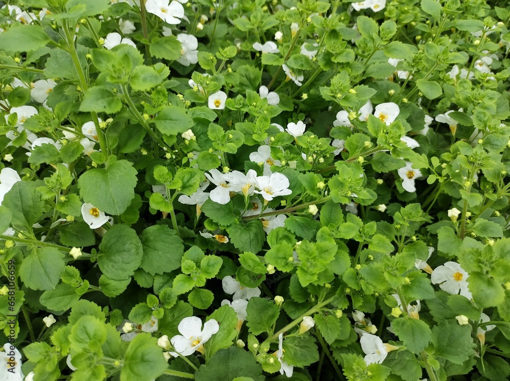 Obraz premium Bacopa scopia 'Gulliver White'