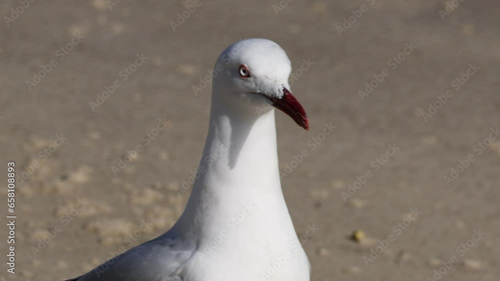 Close up of a seagull bird running quickly on the sandy beach with a blurred background.