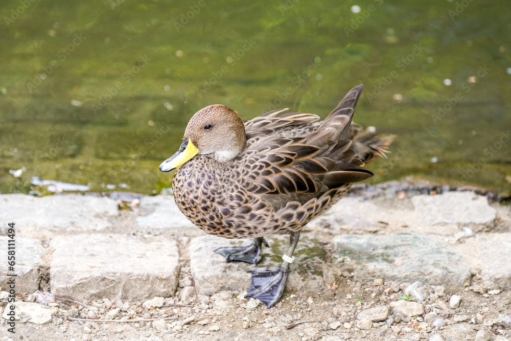 Fototapeta premium Portrait of a yellow-billed pintail on the bank. Water bird in natural environment. Anas georgica. Duck close-up.