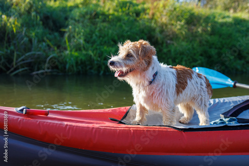 A wire-haired Jack Russell terrier stands on the bow of a red water kayak. Dog in nature on board a boat. Animal on a hike. Sunset on the river photo