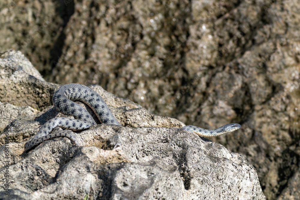 Beautiful water snake in natural habitat Beautiful water snake in natural habitat