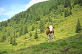 Nassfeld Valley in Hohe Tauren National Park, Austria