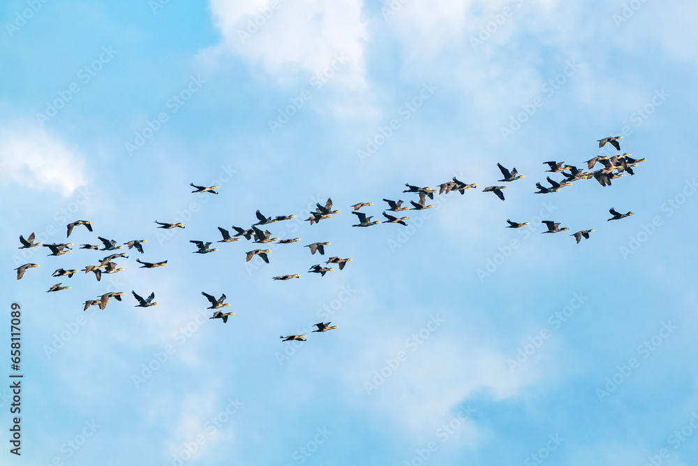 Flock of migratory birds cormorants in the sky. Fly away to warm countries