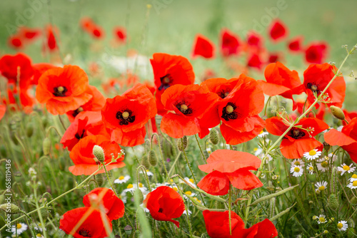 A close up of vibrant poppies in summertime, with a shallow depth of field