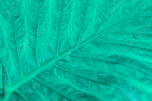 beautiful leaf texture painted in turquoise