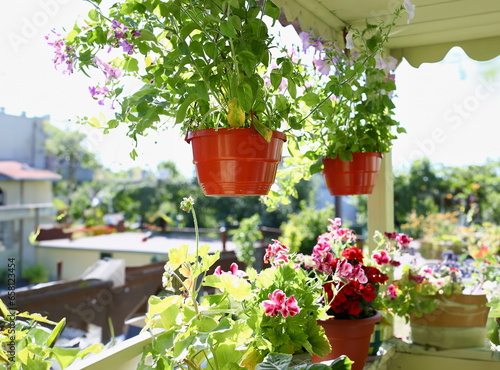 Flowers in pots on the balcony window sill window spring background in sunny summer rays in autumn photo