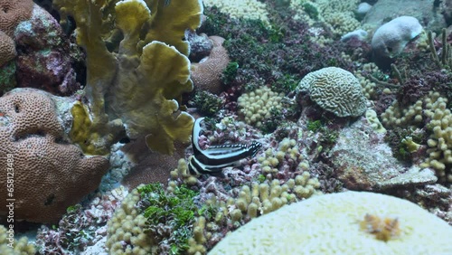 An adult Spotted drum fish swimming up and down on beautiful, healthy coral reef, in between fire and brain corals in the caribbean sea in Curacao. photo