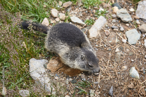 Groundhog sitting on the ground looking at camera. Wildlife. Forecaster