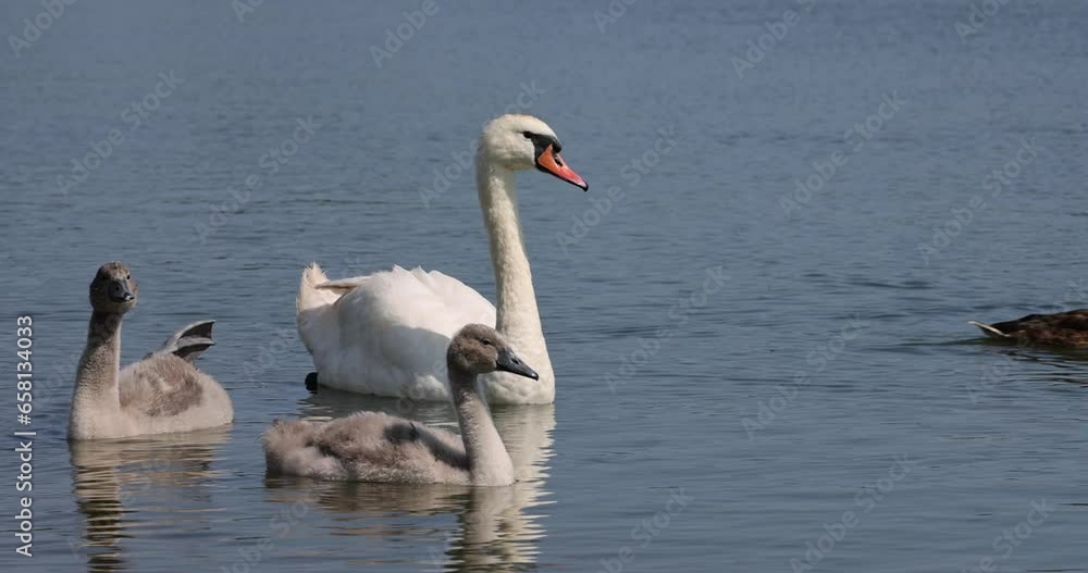 young swans with gray down instead of feathers floating on the lake, the younger generation swans in the summer season young swans with gray down instead of feathers floating on the lake, the younger generation swans in the summer season
