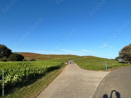 road in the summer