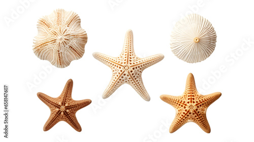 White Starfish in Different Types Isolated on Transparent or White Background, PNG
