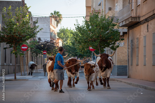 Bous al carrer street bull, ancestral tradition in Valencia Spain villages. A brave bull runs through the streets while the mozos are running. Runners in Encierro like San Fermin. Albuixech holidays. photo