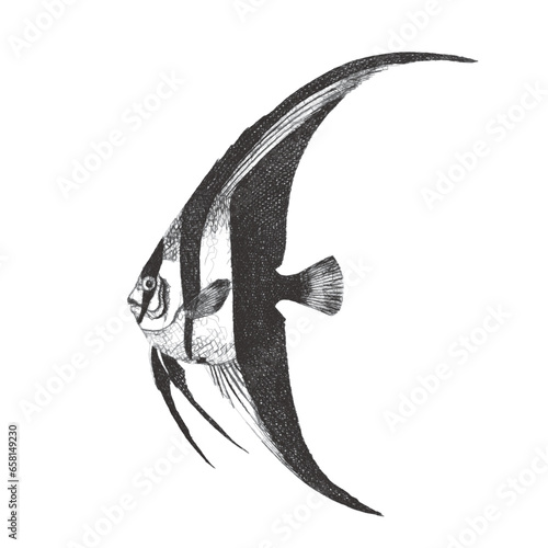 Platax teira (Long finned C...