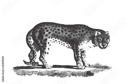 Leopard (Panthera pardus). ...