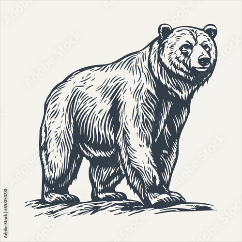 Bear. Vintage woodcut engraving style vector illustration.	