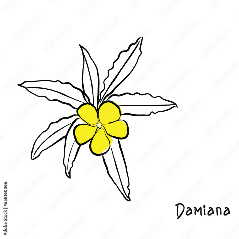 illustration of a flower. Hand drawn line art vector of damiana