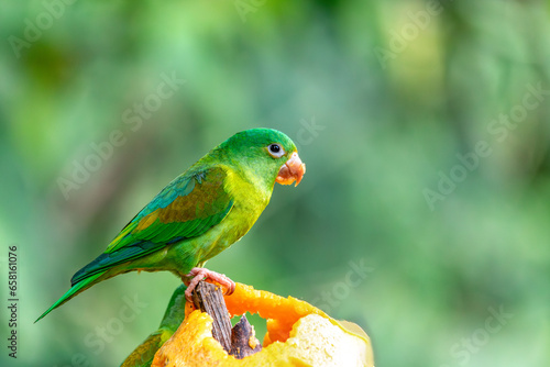 Small green parrot Tirika tovi (Brotogeris jugularis), La Fortuna, Volcano Arenal, Wildlife and birdwatching in Costa Rica. photo