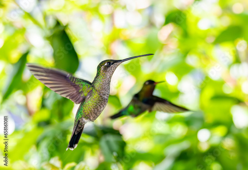 Violet-headed hummingbird (Klais guimeti) Beautiful bird at San Gerardo de Dota, Wildlife and bird watching in Costa Rica. photo