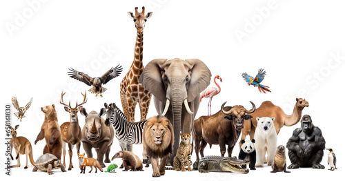Zoo animals on white background