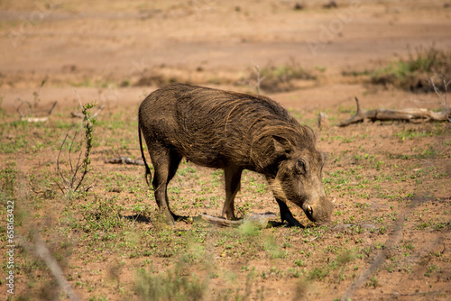 A common warthog foraging for food  photo