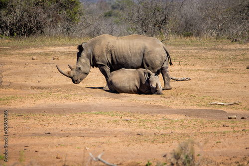 A female white rhinoceros and calf