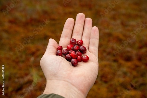 Fresh red cranberry in the man hand. Close-up.
